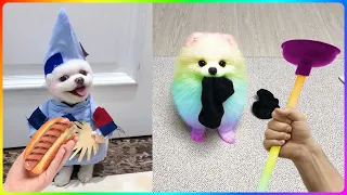 Tik Tok Chó Phốc Sóc Mini 😍 Funny and Cute Pomeranian #478