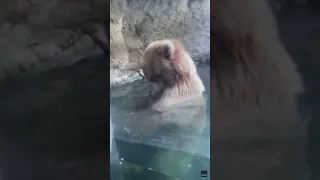 Brown bear eats ducklings in front of horrified children at the Woodland Park Zoo in Seattle.