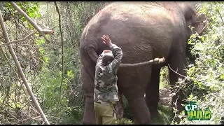 The Wildlife officers treated an injured elephant !