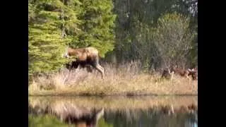 Alaska- 2012 newborn moose calves(twins) and cow moose