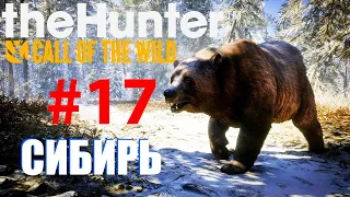 theHunter: Call of the Wild - 2021 Edition СИБИРЬ: "Медвежья Тайга" #17