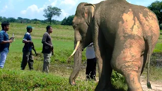 Angry elephant with a large tumor in his leg gets treated by wildlife officers |  Jungle Animals