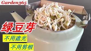 【豆芽】放心豆芽100%成功 |  最简单的生豆芽方法 | 省时省力｜不用遮光，不用剪根