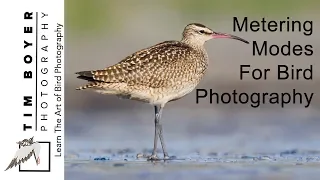 Metering Modes For Bird Photography