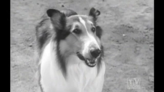 Ranger Cory Lassie(Season11 Eps.30 Runaround)