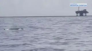 Rare whale spotted off Texas coast