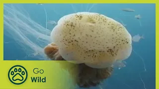 Australia's Deadliest Sea Creatures - Go Wild