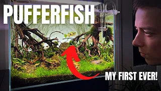 Making a Dwarf Pea Puffer Paradise: NEW 45P Planted Tank (Aquascape Tutorial)