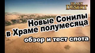 Спот с кольцами Храма. Тест новых Сонилов в Black Desert (MMORPG - ИГРЫ)