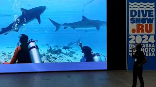 365 дней с тигровыми акулами  - Moscowdiveshow Никита Корнилов