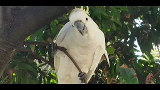 Wild cockatoos line up to wait for me hand feeding them | vẹt mào hoang dã ăn tận tay khách