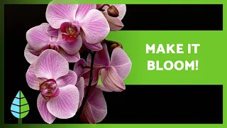 7 REASONS why an ORCHID doesn't BLOSSOM 🌸🌱 Make it bloom!