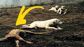 After wildfire breaks out, man finds family of sheep dogs protecting a deer from preditors