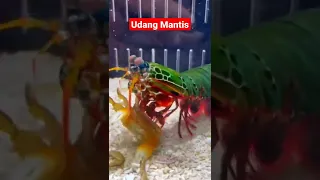 Udang Mantis Pukulannya Bisa Pecahkan Kerang dan Kepiting #shorts #udangmantis #mantis #udang #fyp