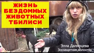 Жизнь бездомных животных г. Тбилиси