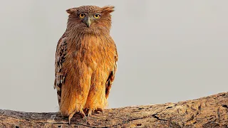 The World's LARGEST and RAREST Owl Species — Blakiston’s Eagle Owl