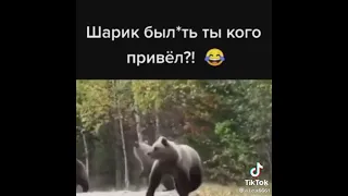 шарик былять ты кого привёл