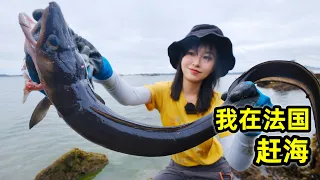 Catch a 1-meter-long sea eel-shaped in the sea in France, stewed seafood pot fresh and delicious