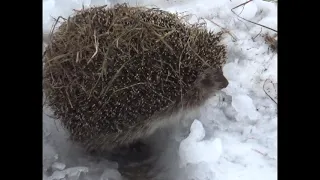 Видео Ёж гуляет зимой veg