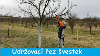 Udržovací řez slivoní, ukázka střihu šlechtěných švestek.