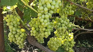 Почему трещит виноград