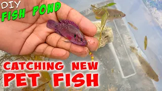 CATCHING PET FISH for DIY PLASTIC BIN POND!