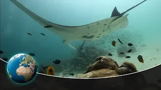 Predators of a different kind - The world of the unknown Sharks