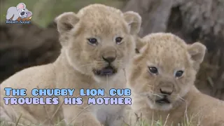 The chubby lion cub troubles its mother until night falls