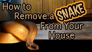How to REMOVE a SNAKE from inside your house.  🚫 🐍🏠
