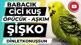 Konuşan Muhabbet Kuşu Fıstık | Babacık Aşkım Fıstık Şişko cici kuş dinlet konuşsun