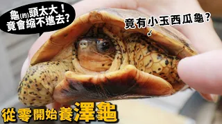 【從零開始養】澤龜!龜的頭太大居然會縮不進去?竟有小玉西瓜龜?【許伯簡芝】
