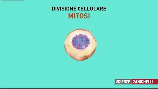 divisione cellulare: mitosi e citodieresi. ©Zanichelli