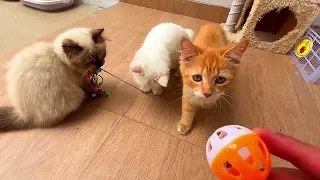 Fun Time with Fluffy Friends : Playing with Cute Kittens!