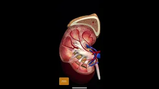 Почки. Нефрон. МочеВыделительная система