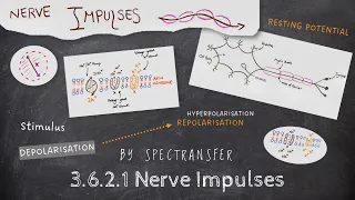 EASY REVISION AQA A-Level Biology 3.6.2.1 Nerve impulses