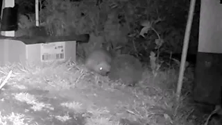 The hedgehog 🦔 circuit is turning again 🤗 (hedgehog mating)