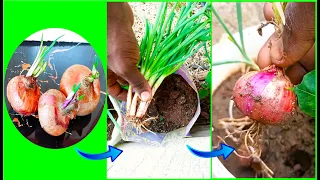 Grow Onion bulbs from sprouted onions