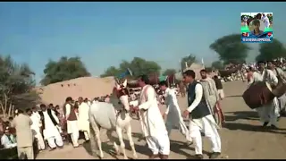 Horse dance with dhol in Pakistan (Part #3) - Lovely Ghora Dance 😚😘
