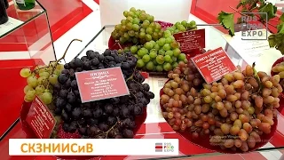 Виноградарство и Виноделие, выставка «Золотая осень 2016», Москва, 5-8 октября