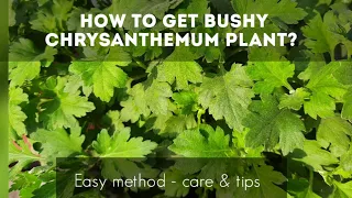 How to get bushy Chrysanthemum plant - Part-1  Tips and Care #chrysanthemum_plant_care