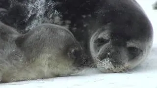 Beautiful Weddell Seals of Antarctica