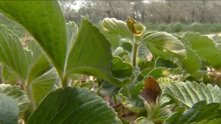 Uncommon May temperatures could affect Michigan farms, crops