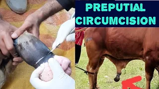 Preputial Circumcision/Prolapse in Bull | Surgical Correction of swollen prepuce | Dr. Ahsan Razzaq