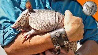 Armadillo Mealtime!