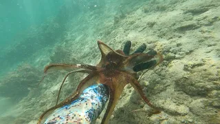 How to Hunt and Catch Tako FAST (2023 Hawaii) Catch n Cook Octopus