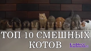 Топ 10 самых смешных котов | СМЕШНО ДО СЛЁЗ 2016 | Funny cats compilation 2016