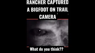 the Rancher Captured A Real Bigfoot On Trail Cam video