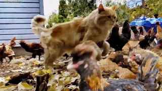 #chickens vs Siberian #cats Куры против Злого Пуха Уберите этих психических #Chicken_attacks_cat