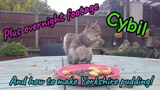 My day! #wildlife #squirrel #cuteanimals #viral #vlog #fyp #nightlife #mylife