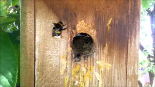 Bumblebee colony in bird nest box